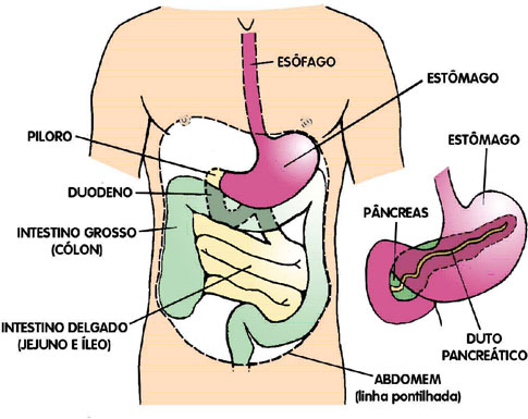 http://www.cimamed.com.br/interf/figura_digestivo.jpg