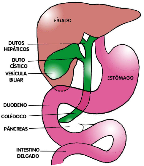 http://www.cimamed.com.br/interf/figura2_digestivo.jpg